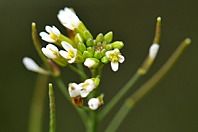 Arabidopsis thaliana